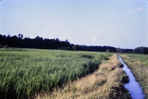 [Reisfelder in Sri Lanka]