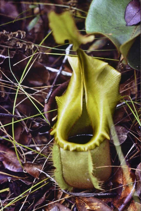 [Nepenthes Villosa (Kannenpflanze)]