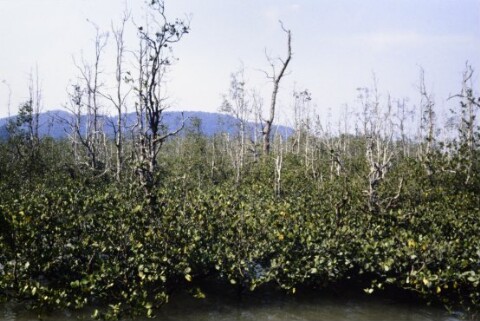 [Mangrovendschungel im Bako-Nationalpark]