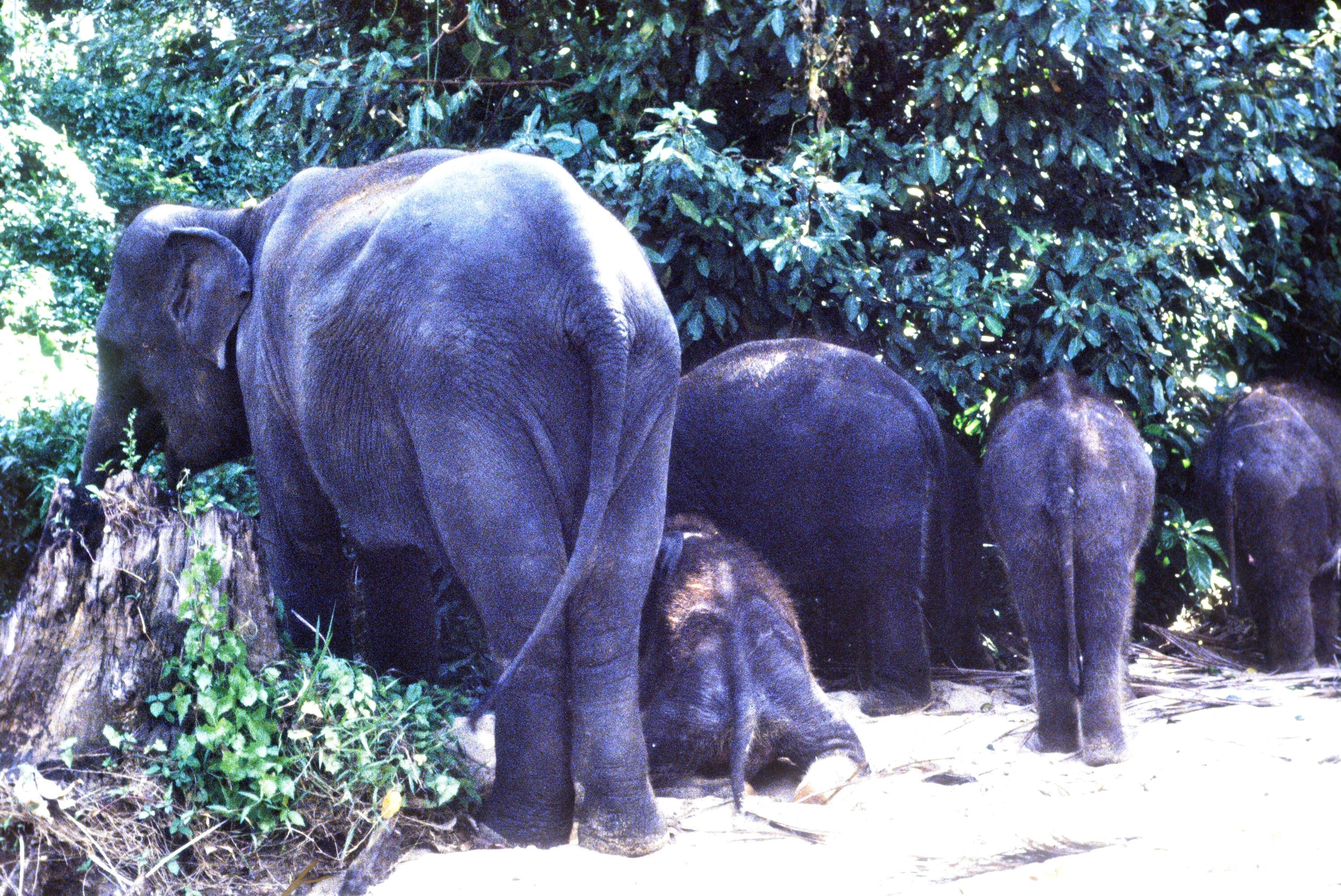 [Elefanten in Sri Lanka]></div>


    <hr>
    <div class=