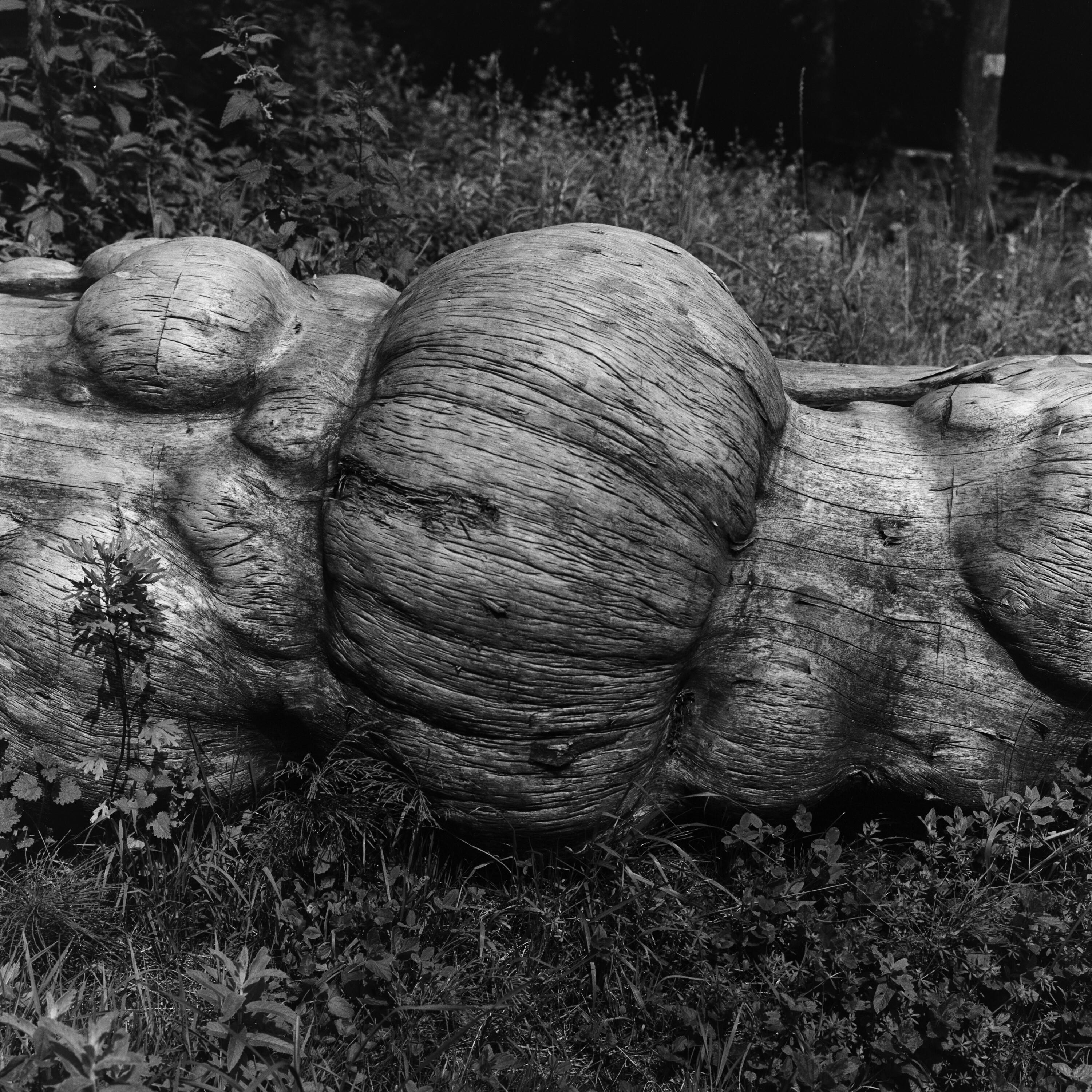 Gefällter Baum></div>


    <hr>
    <div class=