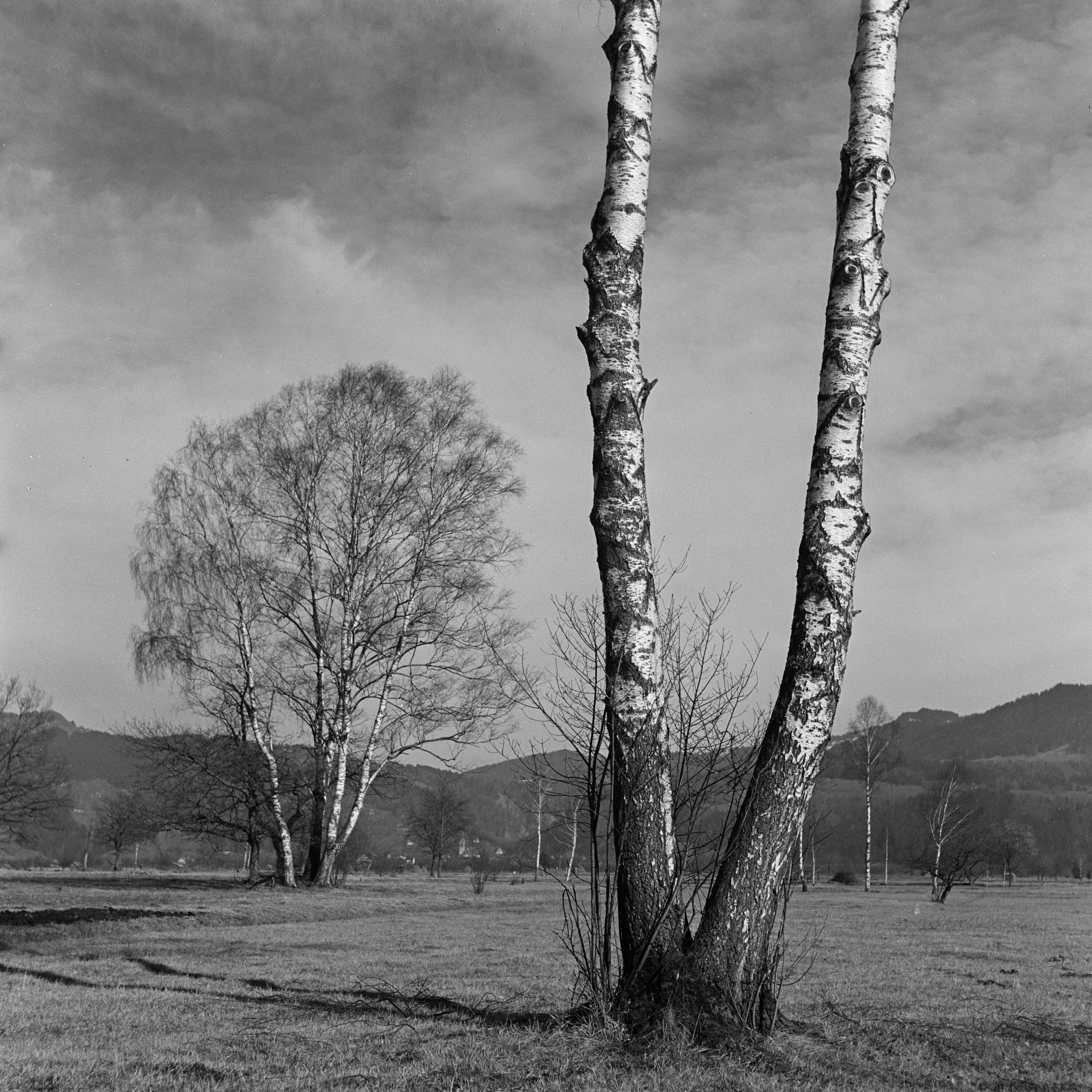 Rheintal, Baum, Birke></div>


    <hr>
    <div class=