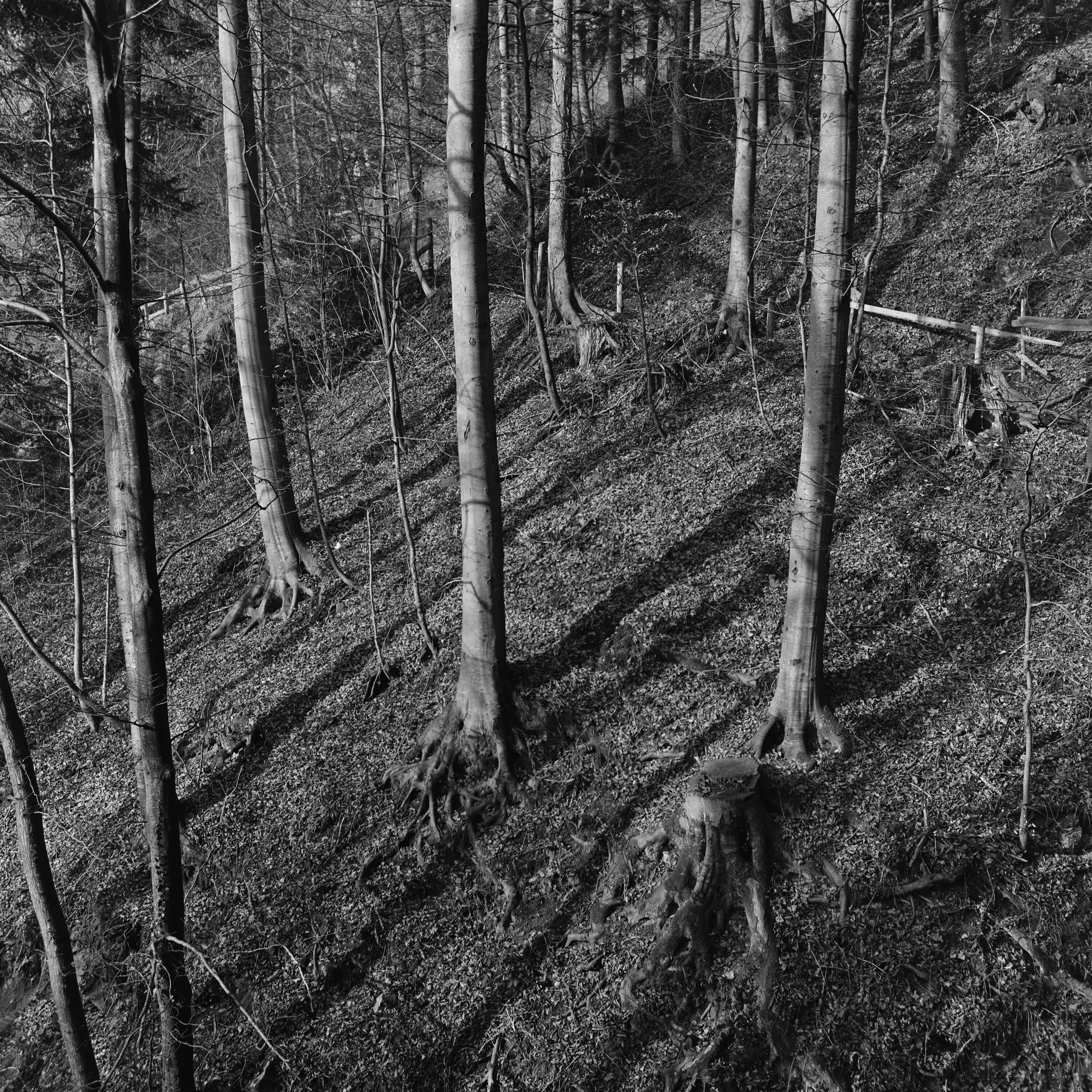 Wald></div>


    <hr>
    <div class=