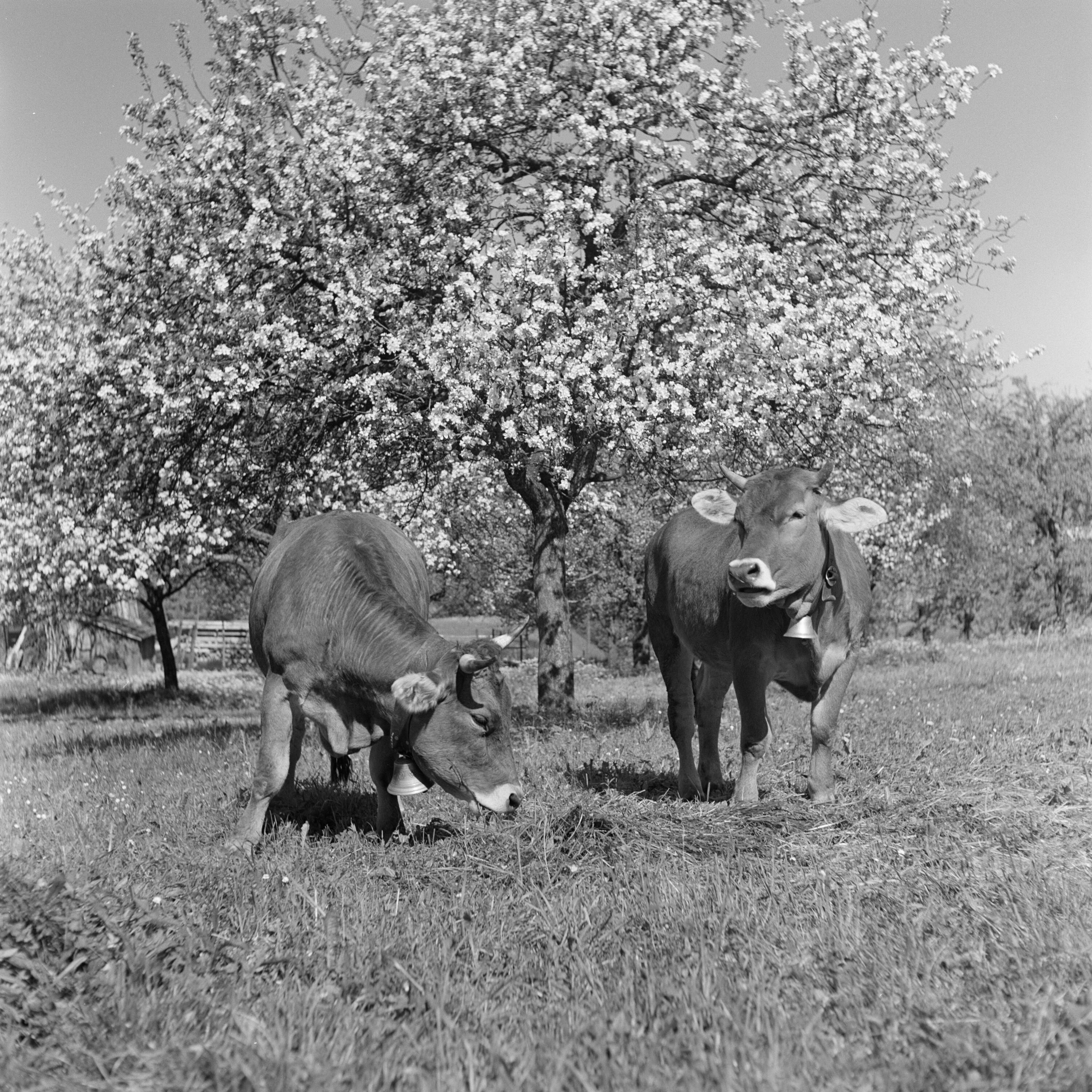 Braunvieh></div>


    <hr>
    <div class=