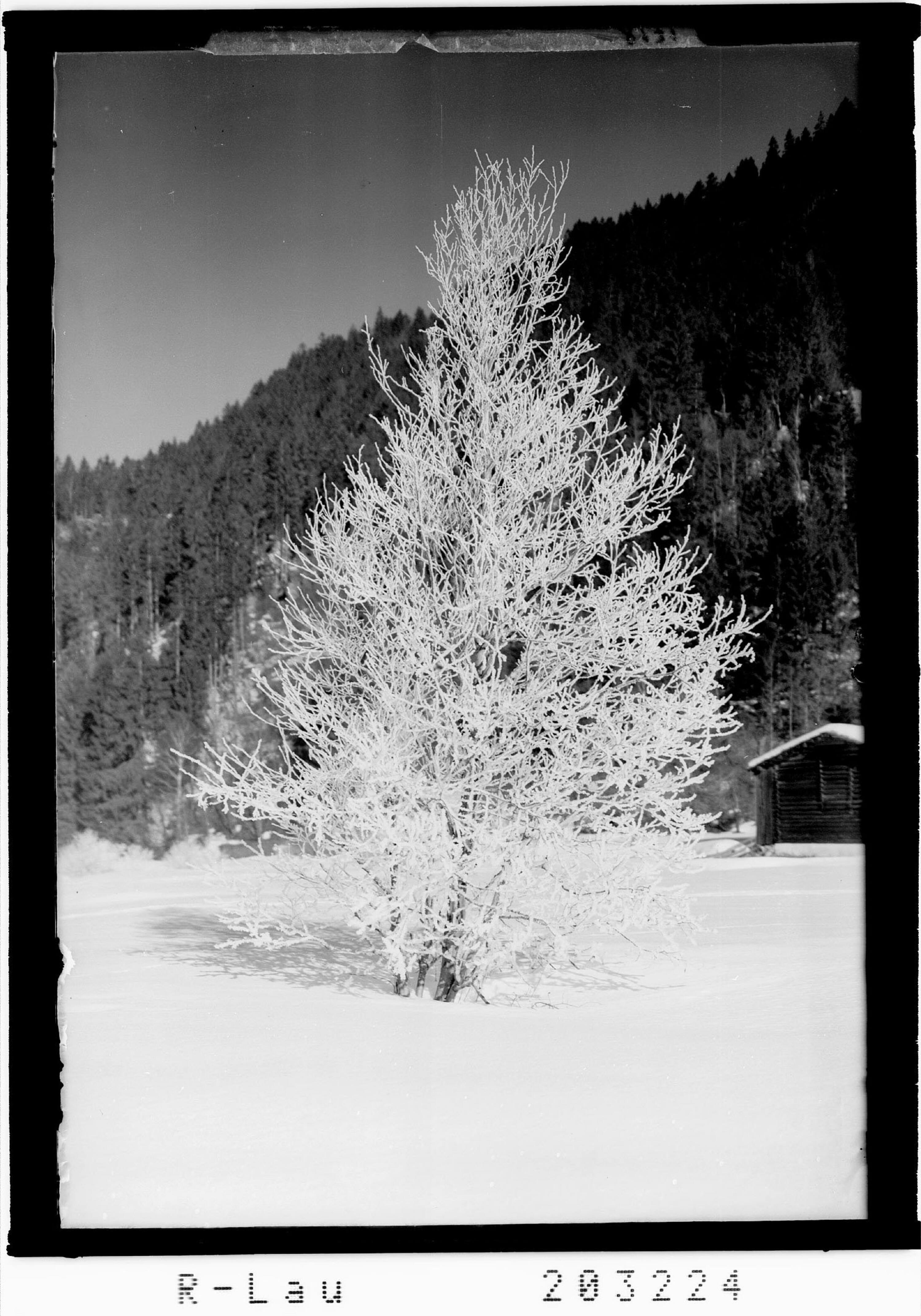 [Baum im Rauhreif]></div>


    <hr>
    <div class=