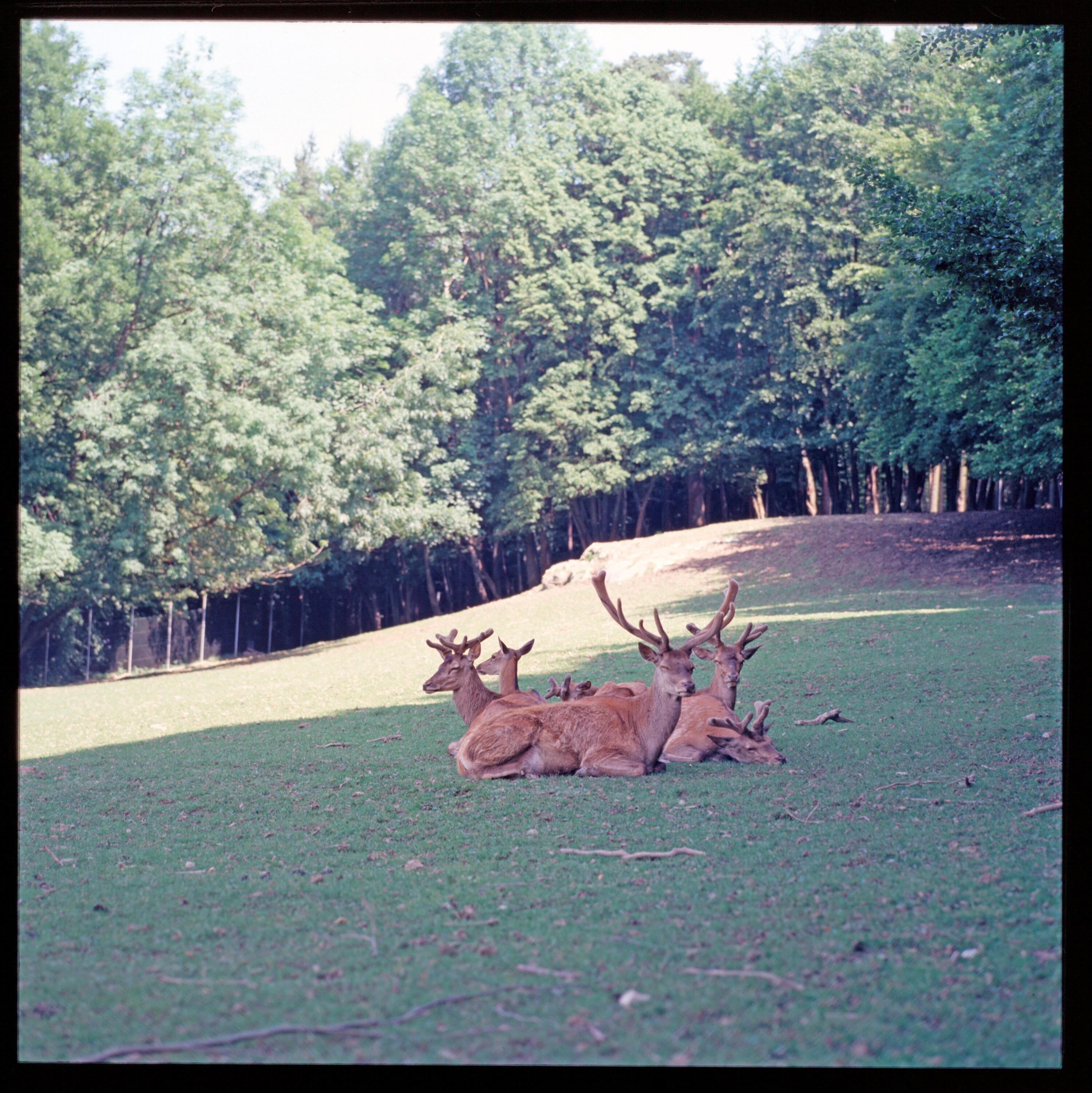 Feldkirch - Wildpark></div>


    <hr>
    <div class=