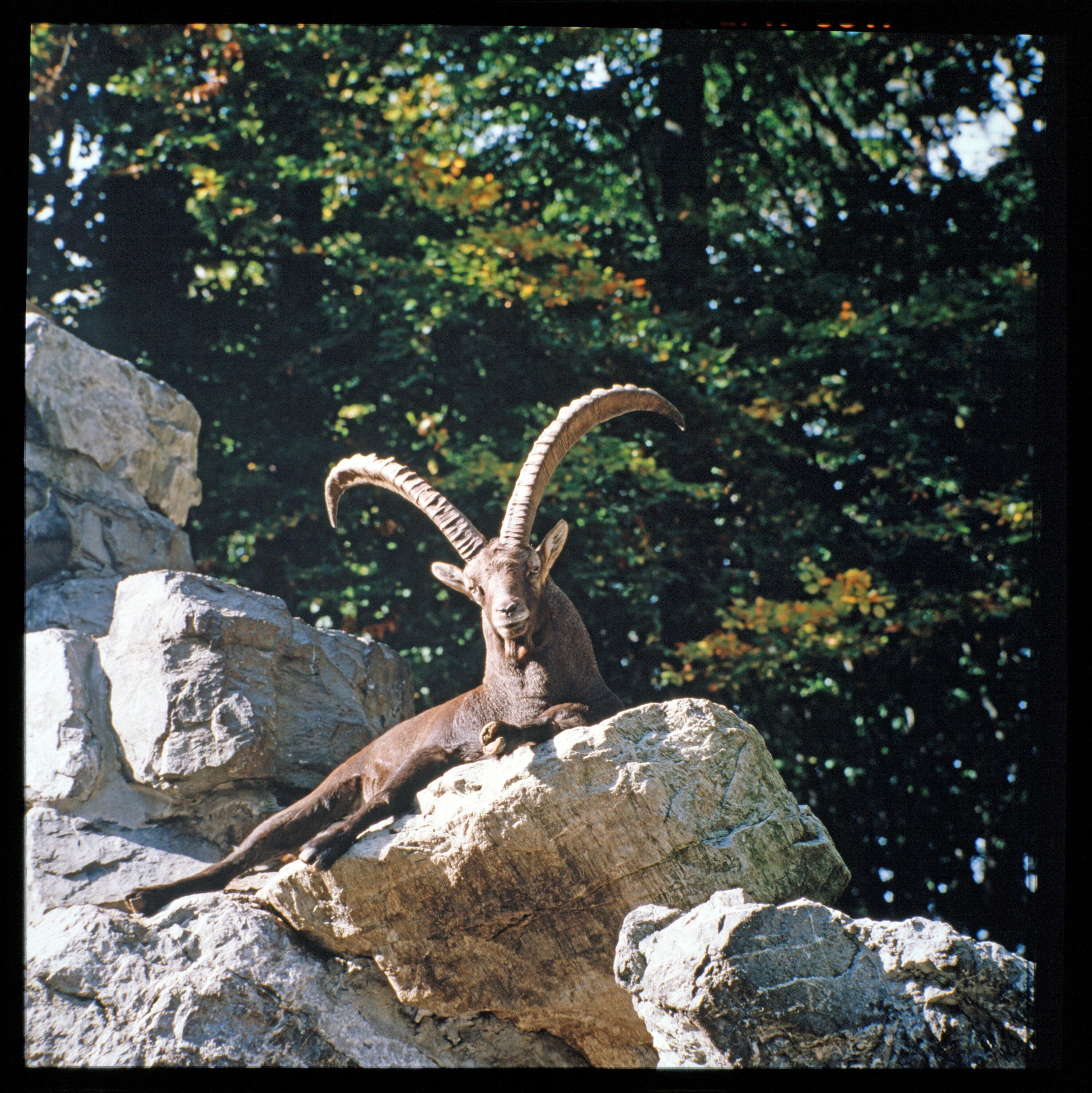 Tierpark Feldkirch - Duplikate></div>


    <hr>
    <div class=