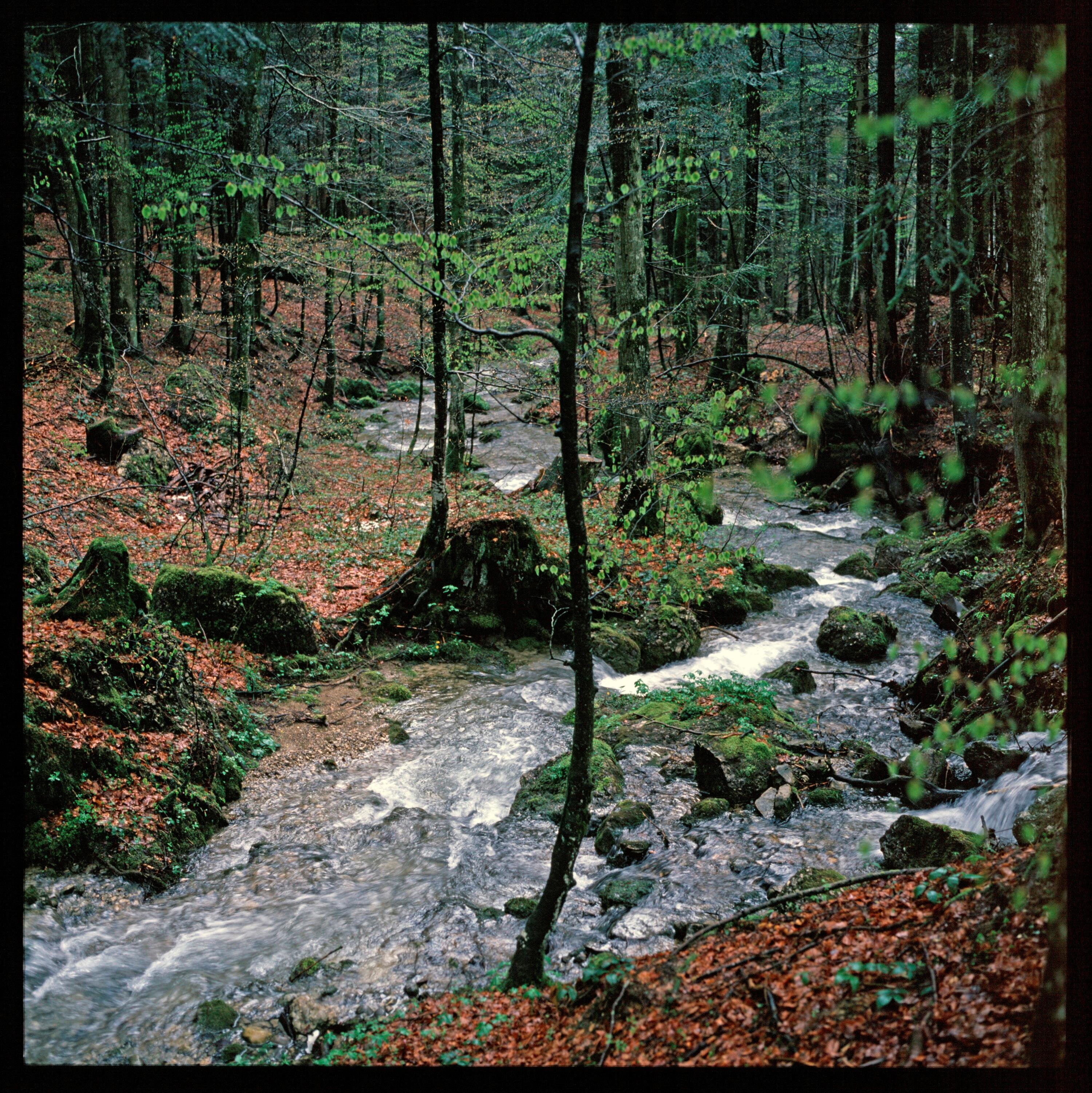 Bach im Wald - Motiv></div>


    <hr>
    <div class=