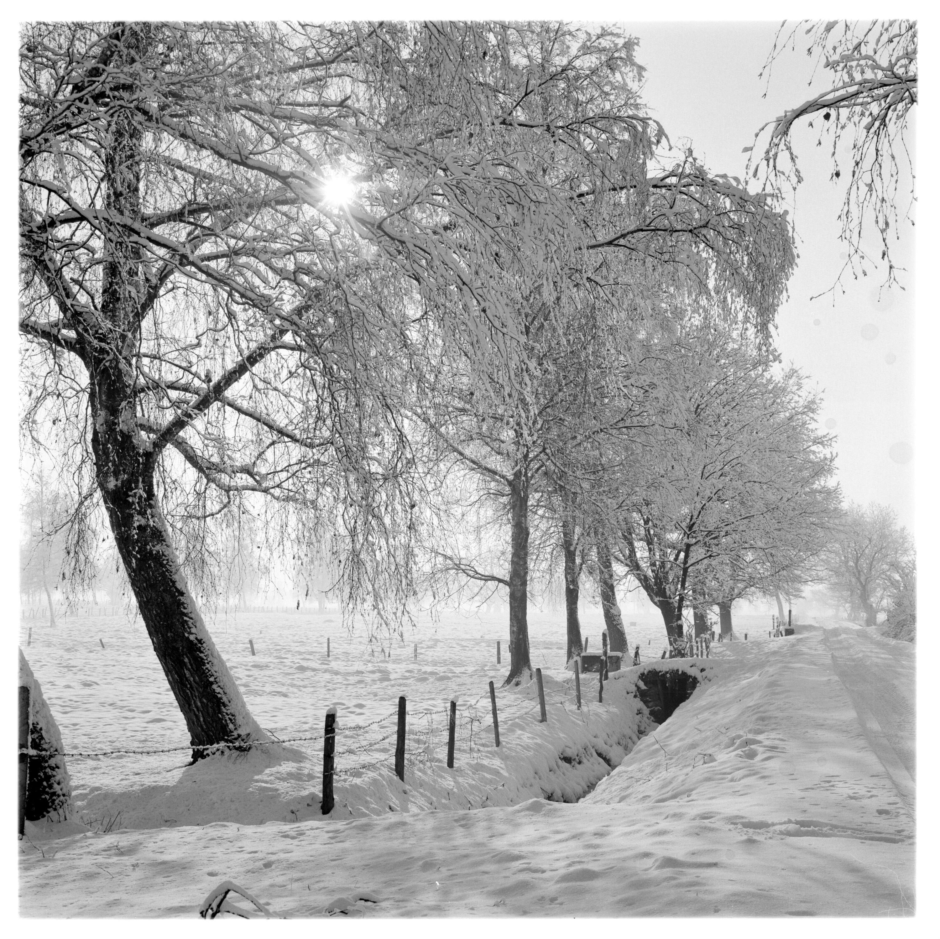 Wintermotive im Ried></div>


    <hr>
    <div class=